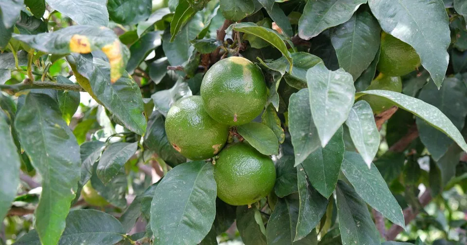 Bergamotto di Reggio Calabria: perché cresce solo qui e come scoprirlo