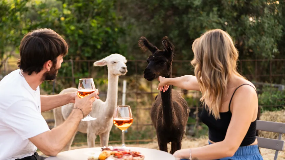 Aperitivo con gli Alpaca